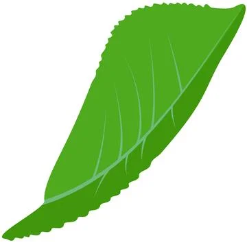 Green leaf plant Stock Illustration
