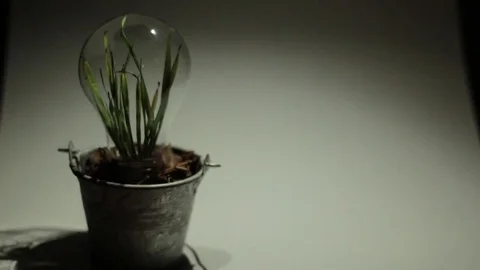 Green Leaf Plant inside Light Bulb Clean Energy Stock Footage 71770067