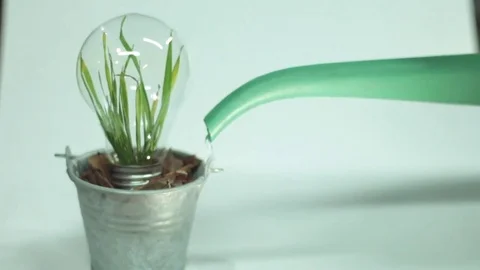 Green Leaf Plant inside Light Bulb Clean water Stock Footage 71770457
