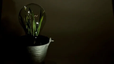 Green Leaf Plant inside Lightbulb - Turning on the ligth Stock Footage 71770134