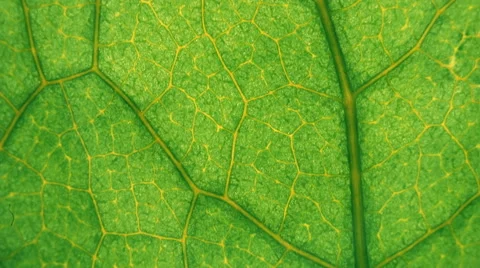 Green leaf of the plant. Macro. Dolly shot Stock Footage 61557486