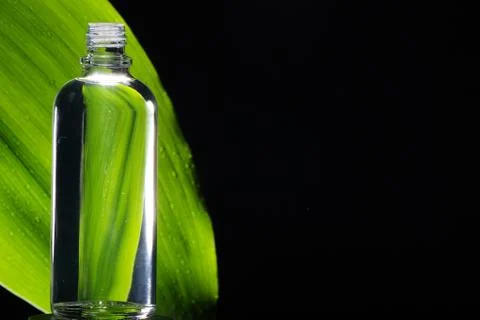 Green leaf of a plant Stock-Fotos