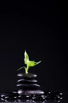 Green leaf of a plant Stock Photos