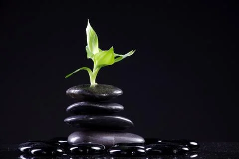 Green leaf of a plant Stock Photos