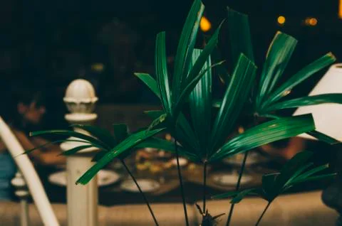Green Leaf Of Plant Stock Photos