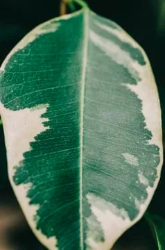 Green Leaf Of Plant Stock Photos