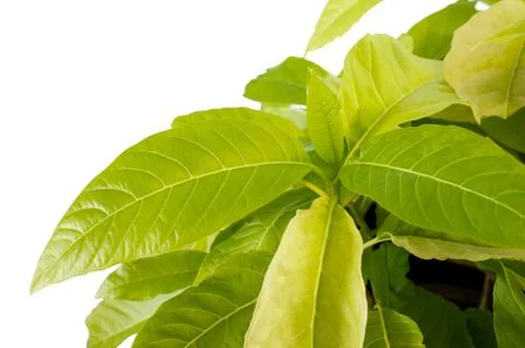 Green leaf plant 스톡 사진