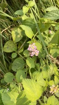 Green leaf plant Stock Photos