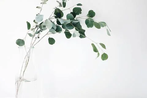Green Leaf Plant Stock Photos