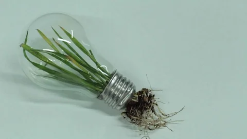 Green Leaf Plant roots inside Light Bulb Clean Energy Stock Footage 71770291