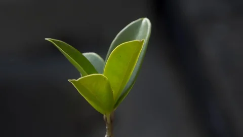 Green leaf plant slow motion stock footage Stock Footage 108137883