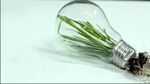 Green Leaf Plant stem inside Light Bulb Clean Energy Stock Footage 71770371