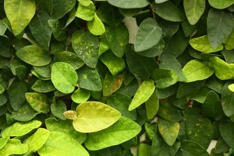 Green leaf of plant texture Stock Photos