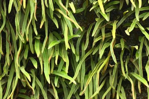Green leaf of plant texture Stock Photos
