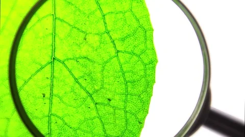 Green leaf of a plant through a magnifying glass close-up. Vegetation,animation. Stock Footage 282596498