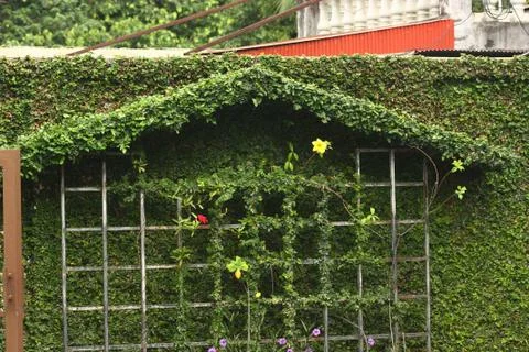 Green leaf of plant a tip of leave Stock Photos