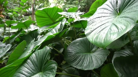 Green leaf plant tree blowing by the wind of nature background 스톡 동영상 227482972