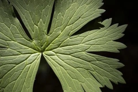 The green leaf of a plant in the wild. The texture of the leaf. The veins o.. Stock Photos