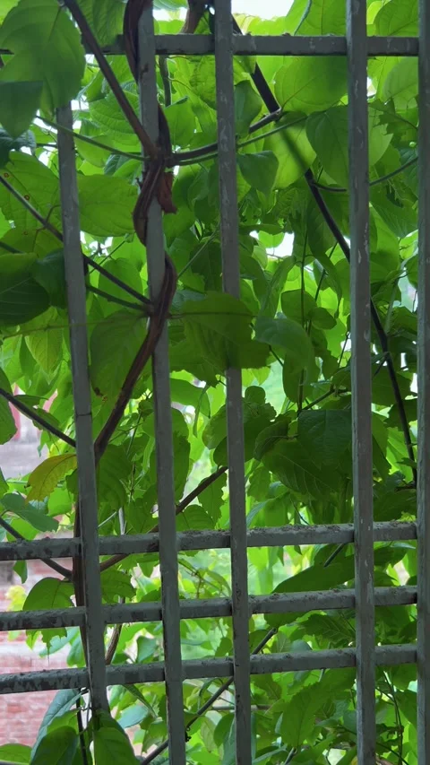 Green leaf plant with window Stock Footage 284528029