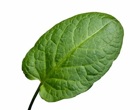 Green leaf plantain isolate 스톡 사진
