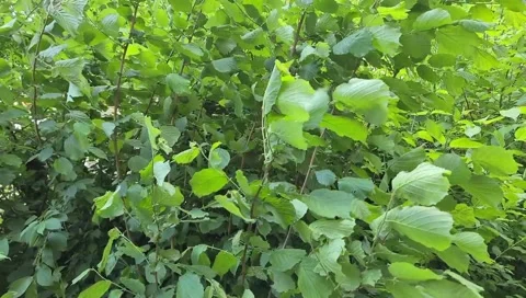 Green Leaf plants in the Garden full of nature in Wind Slow Motion Stock Footage 130779810