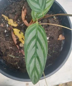 Green leaf plants with parallel white line patterns 库存照片