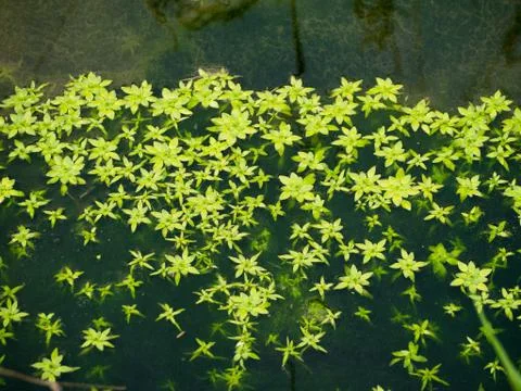 Green Leaf in a pond Stock Photos