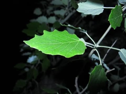 Green leaf of poplar on a dark background Foto stock