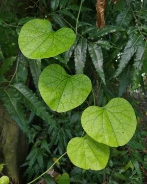 Green leaf portrait 写真素材