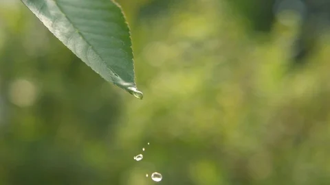 Green Leaf with Rain Drop Droplet in Slow Motion High Speed Stock Footage 77009014