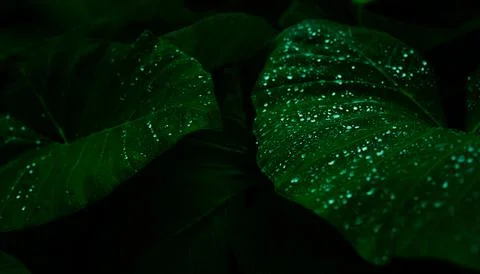 Green leaf with rain drop in jungle. Water drop on leaves. Green leaf textu.. Stock Photos