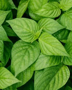 Green leaf with rain drop. Macro shot Foto stock