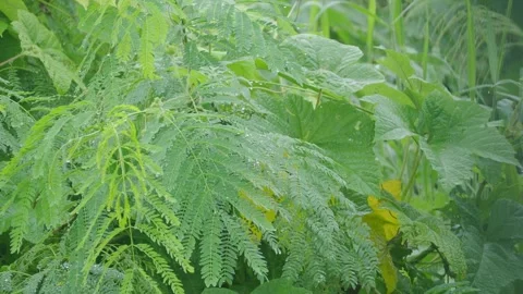 Green leaf with rain drop water nature in forest Stock Footage 284809988