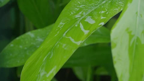 Green leaf with rain drop water nature in forest Stock Footage 288182398