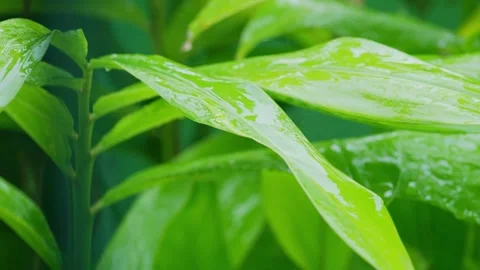 Green leaf with rain drop water nature in forest, natural growth plant Stock Footage 330926370