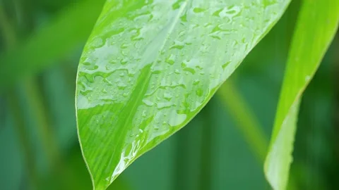 Green leaf with rain drop water nature in forest, natural growth plant Stock Footage 335969131