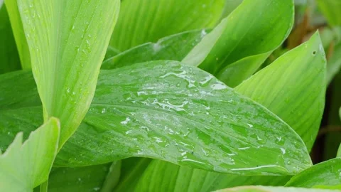 Green leaf with rain drop water nature in forest, natural growth plant Stock Footage 340302783