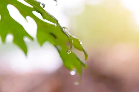 Green leaf with rain drops for background Stock Photos