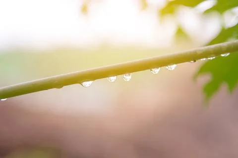 Green leaf with rain drops for background Stock Photos