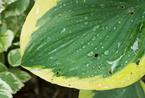 Green leaf  with rain drops Stock Photos