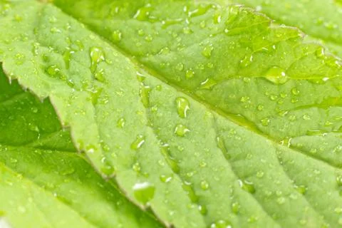 Green leaf with rain drops Stock Photos