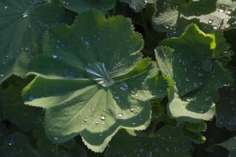 Green Leaf with Rain Drops Stock Photos