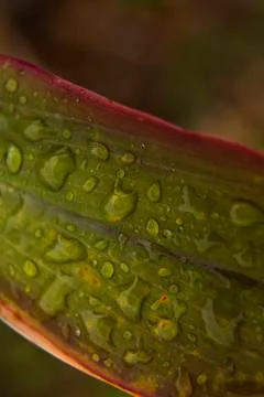 Green leaf with rain drops 스톡 사진