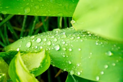 Green leaf with rain drops Stock Photos