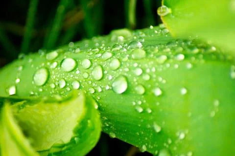 Green leaf with rain drops Stock Photos