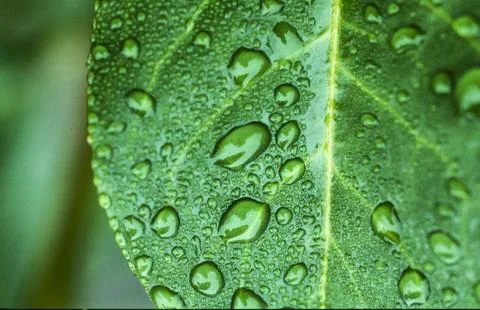 Green leaf with rain drops Stock Photos