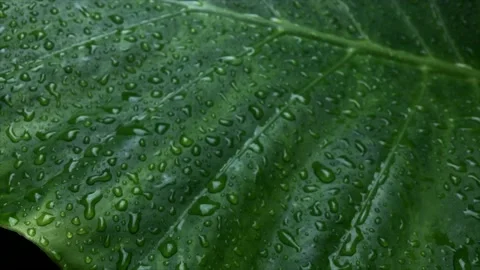 Green leaf with the rain drops slowly moving on wind Stock Footage 141459942