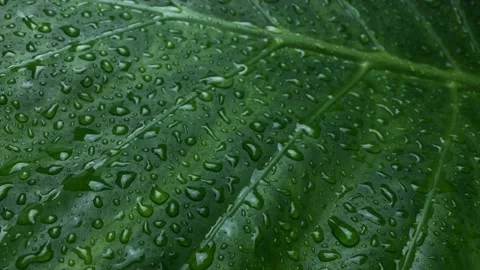 Green leaf with the rain drops slowly moving on wind 스톡 동영상 141460470