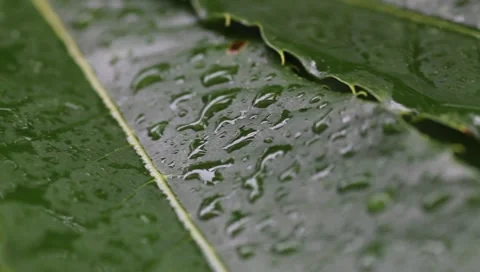 Green leaf in the rain Stock Footage 8521357