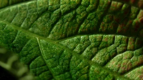 Green leaf with raindrop landing on it in slowmotion HD Stock Footage 99233549